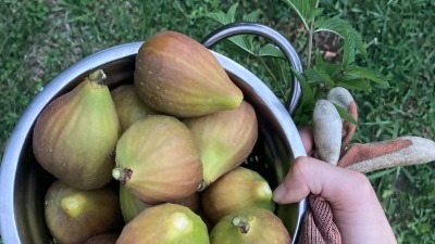 Fig harvest