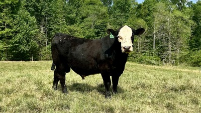 Herd bull