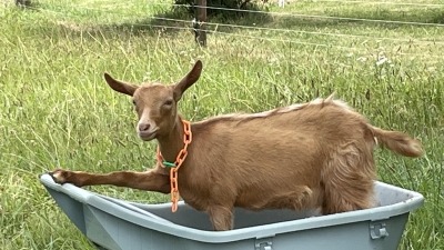 Merry. Guernsey milk goat doeling.