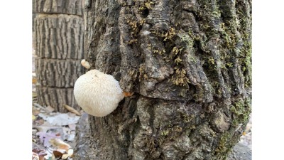 Lions Mane 