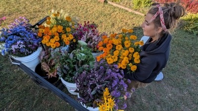 Ris harvesting fresh cut flowers for market bouquets 