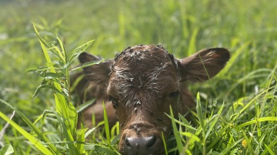 One of our Pineywoods calves