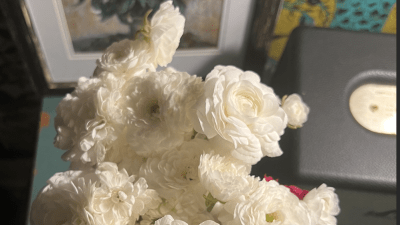 White ranunculus flowers