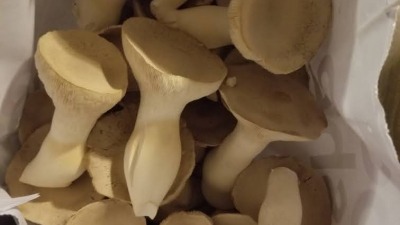 King Oyster