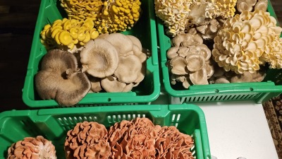 Pink, Yellow, Blue Oyster & Lions Mane mushrooms headed to a restaurant in Charlotte, NC