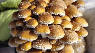Chestnut mushrooms.