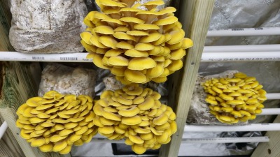 Yellows