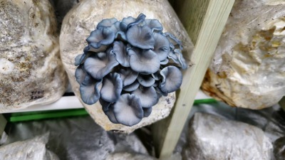 Blues
