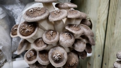 King Oyster mushrooms.