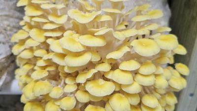 Yellows