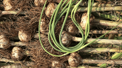 garlic harvest with scapes