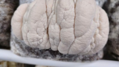 Lions Mane mushroom.
