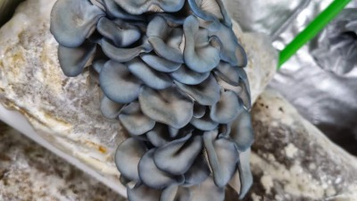 Blue Oyster in grow tent.