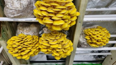Yellow Oysters in grow tent.