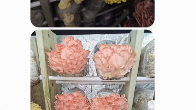 Pinks & Yellow Oyster mushrooms in the grow tent