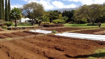 Shovel and pick raised beds.