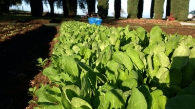 Salad greens for market take a lot of processing..