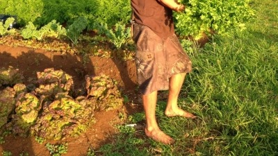 All organic, grown wuth heirloom seeds.