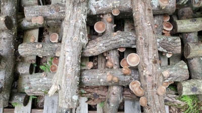 shiitakes