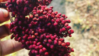 Sumac. Wild. 