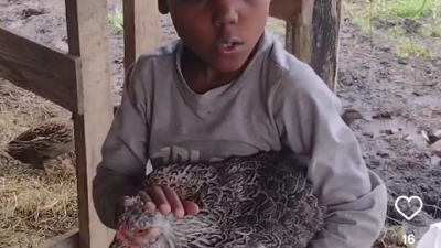 My son helping me raise chicken. 