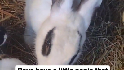 Raising rabbit for meat was very rewarding. 