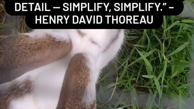 Raising rabbit for meat 