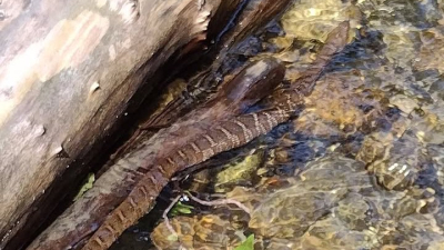 We're not scared of anything...