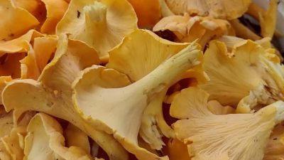 Chanterelles grown wild in the mountains. 