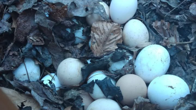 Chicken laying I'ma a warm compost pile. 