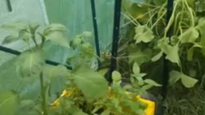 Experimenting with container and in ground light tilling.