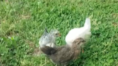 When they became pullets.