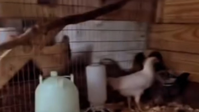 The pullets first night sleeping in the condo coop next to the big girls.