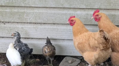Introducing the pullets to the big girls. We love to make sure the animals get along.