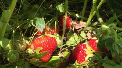 Strawberries