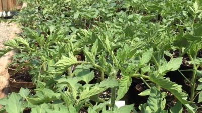 Variety of tomato plants, hand sewn seeds, germinated in hoop house 