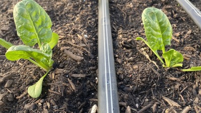 Spinach in winter