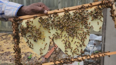 Our first honey harvest 