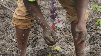 Our first honey harvest 