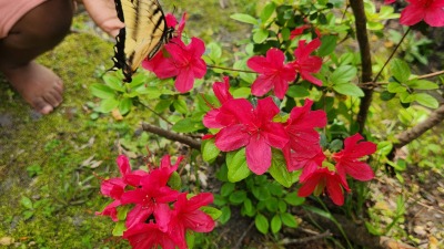 Our first honey harvest 