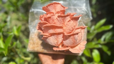 Our first honey harvest 