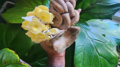 Our first honey harvest 