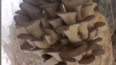 Our first honey harvest 