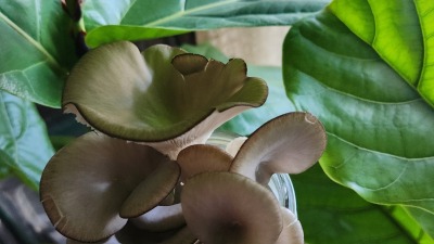 Our first honey harvest 