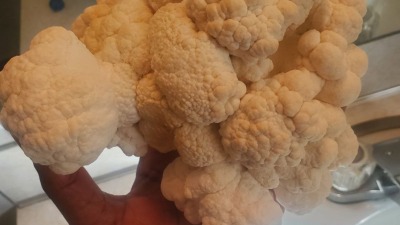 Our first honey harvest 