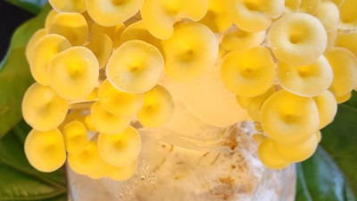 Our first honey harvest 