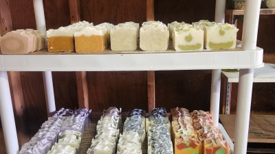 Our first honey harvest 