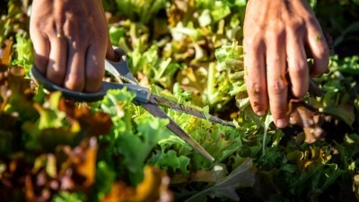 close up image of my hands holding scissors to cut lettuce