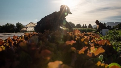 image of me harvesting lettuce where the sun is behind me so you see the silhouette of my person against the backdrop of the greenhouse and mountains