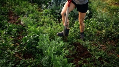 image where only my legs are visible as i step on the pitchfork to harvest carrots